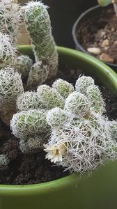 Mammillaria gracilis