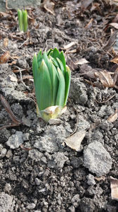 eremurus robustus(crin de stepa); Acesta apare(incolteste) intotdeauna ca un ceasornic intre 10-15 martie.
