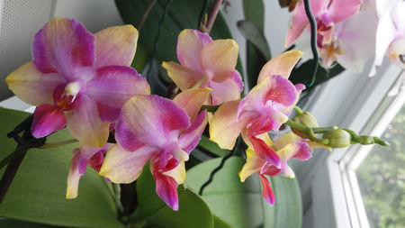 phala "taisuco jasper"; Este singurul meu phalaenopsis care are un nume inregistrat. Este un hibrid produs de firma Taisuco in 2009, foarte complex, cu numeroase specii botanice incrucisate in diverse proportii(13?)
