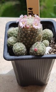 Mammillaria giselae