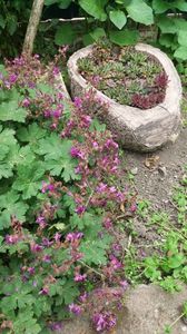 Geranium macrorrhizum - sempervivum mix; Daca doriti sa aveti parfum de tamaie in curte in raza de 5-10 m plantati geranium macrorrhizum. Nu va veti dezamagi. Iarna are frunze rosii(necaduce)
