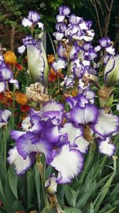 iris germanica mix