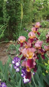 iris germanica mix