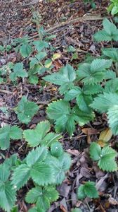 fragaria vesca; Fragi de padure...adusi din padure
