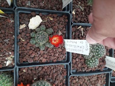 Sulcorebutia canigueralii cv ANDORE