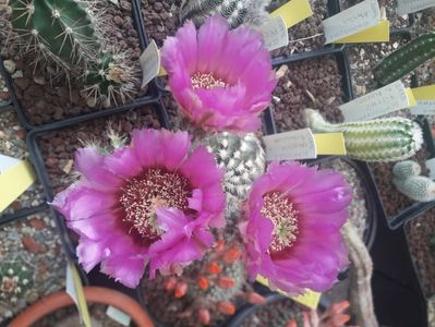 Echinocereus caespitosus v caespitosa