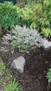 limonium tataricum(saraturica)