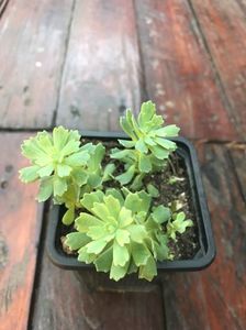 Sedum Pachyclados