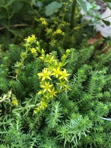 Sedum Sexangulare