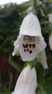 digitalis "Pam's choice"