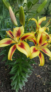 lilium orientale"viva la vida"