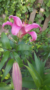 lilium orientale No Id; Initial crezusem ca este &quot;Josephine&quot; dar nu e ea/el. Empoli sigur nu e ca acela nu-i pistruiat.
