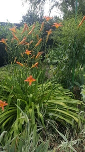 hemerocallis flava