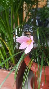 zephyranthes rosea