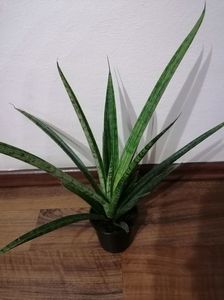 Sansevieria pixel green