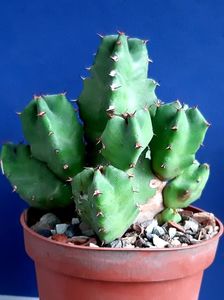 Euphorbia sp. 60 lei
