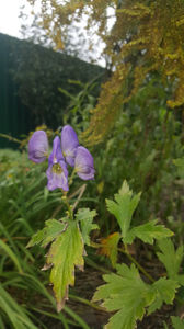 aconitum napellus (omag)