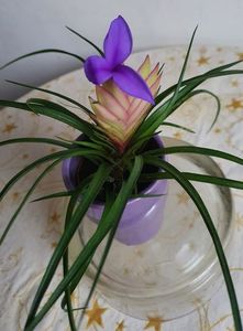 96 12.2020; TILLANDSIA CYANEA
