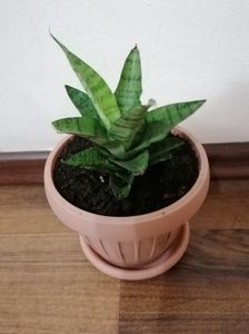 Sansevieria hahnii mini