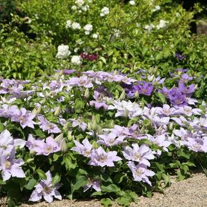 clematis--patio-filigree-