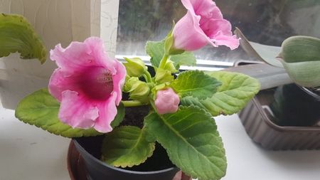 Gloxinia roz 