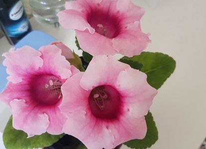 Gloxinia roz cu interior grena