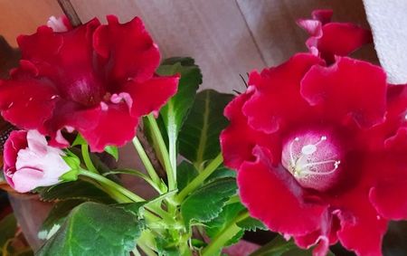 Gloxinia; 05.08.2021
