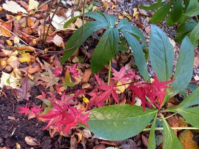 Acer Beni-Maiko