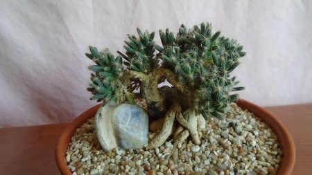 Trichodiadema densum