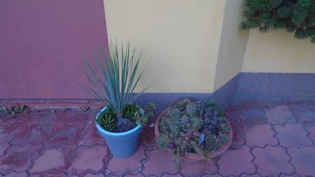 Yucca rostrata, Portulacaria afra & Haworthia glabrata