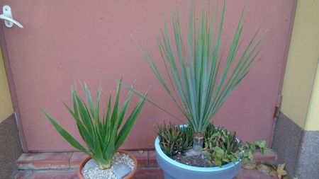 Yucca rostrata & Dracaena draco