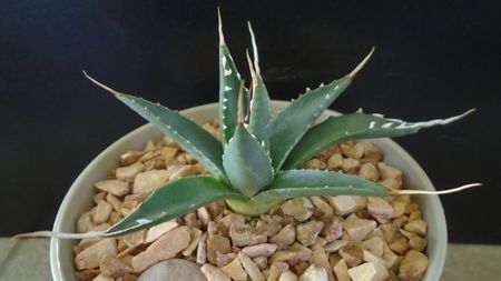 Agave utahensis