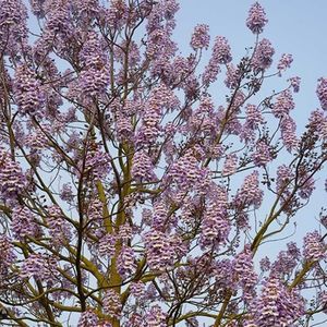 paulownia fortunei