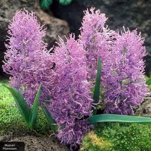 Muscari plumosum-da