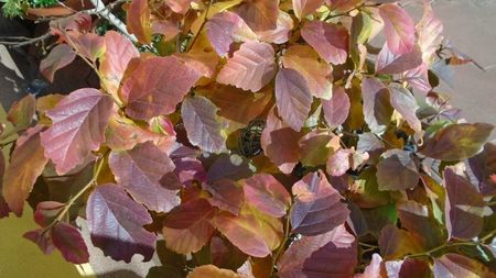 Arbore magic persan (Parrotia persica)