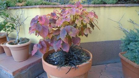 Arbore magic persan (Parrotia persica)