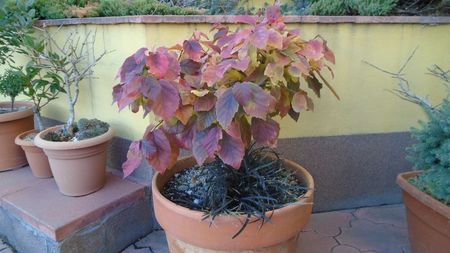 Arbore magic persan (Parrotia persica)