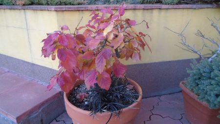 Arbore magic persan (Parrotia persica)