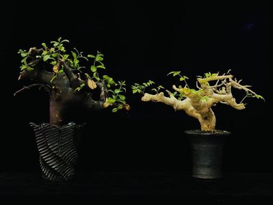 Commiphora rostrata & Commiphora drake-brockmanii