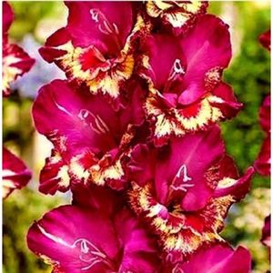 bulbi-gladiole-Color-Club-