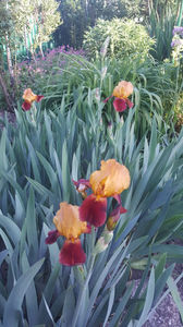 iris germanica "guy luron"