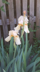 iris germanica "caffe latte"