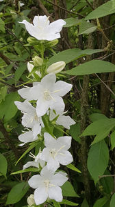 Campanula latiloba Alba