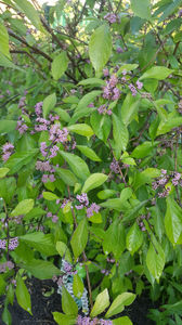 callicarpa bodinieri