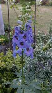 Delphinium(nemtisor) "high society"