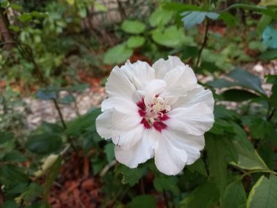 02.08.2022, hibiscus syriacus "Speciosus"