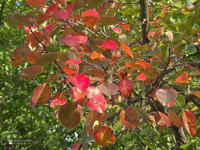 w-Frunze de par toamna - Autumn Pear leafs 001