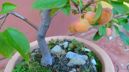 Mar decorativ (Malus X robusta ”Red Sentinel”)