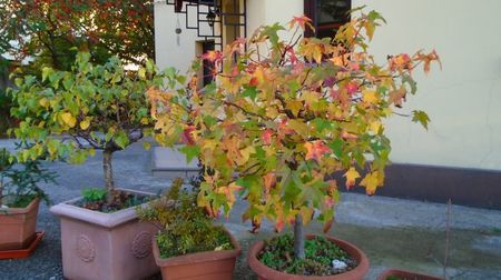 Arbore de ampar sau de guma (Liquidambar styraciflua)