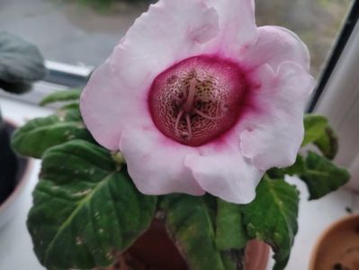 Gloxinia cu mijloc roz inchis 